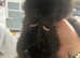 Last little girl left. Long haired black female £80