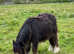 Mini cob colt