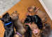 Miniature dachshund amazing colours
