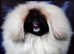 KC pekingese puppy's