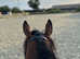 Lovely 16'2 thoroughbred for sale