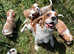 Cavalier King Charles puppies