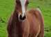 Top class colt