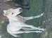 Palamino p/b NF filly