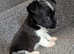 Miniature jack Russell puppies