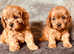 True toy cavapoo boys available exclusively health tested parents