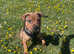 Male Tan cane corso puppy 16 weeks