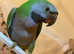Stunning young darbyan parrot