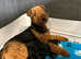 QUALITY KC AIREDALE TERRIERS