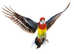 Australian Parakeets for Pleasure and Profit