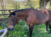 Stunning bay mare