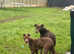 Chocolate lurcher boy