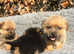 Norfolk terrier puppies Last Boy Available