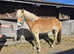 Registered pedigree 3 year old mare
