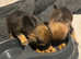 Border terrier puppies