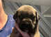 English mastiff x Belgian malinois