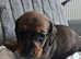 Dachshund puppies (varied prices.)