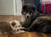Beautiful puppy's Akita