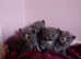 5 Pedigree British shorthair kittens