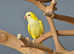 Baby Yellow Quaker,17