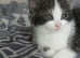 I have wry nice and quit kittens ready to go to nice family
