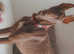 Beautiful almost 1 year old pharoah hound named pharoah