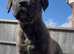 Male and Female puppies ready now