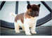 American Akita pups