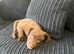 Jack Russell x spaniel puppies in Walthamstow