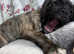 Make and female mastiff