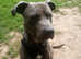 Blue brindle male staffy cross in Yapton