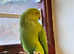 Beautiful baby Indian ringnick parrot