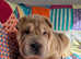 3 Shar Pei Boys Left - Ready Now. Reduced.
