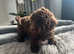 Chocolate toy poodle puppy