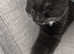 URGENT SALE 10 week old kitten open to offers regarding price
