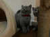 GCCF PEDIGREE CHAMPION LINE KITTENS