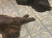 Brown Newfoundland female for rehoming
