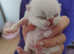 Exotic shorthair kittens colourpoint