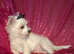 XXXXS F1 Teacup White Fluffy Maltese X Chihuahua Malchi Boy Puppy 5 months old