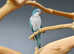 Baby Blue Quaker parrots,18