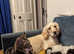 Beautiful lemon neutered male sprocker