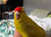 Female hen 1 year old kakariki bird