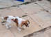 King Charles Cavalier  girl