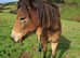 2 Exmoor Ponies yearling