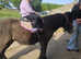 10.2hh mini cob ted