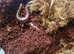 Java red head centipede
