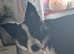 Affectionate Young Border Collie "Echo" Seeks Loving Home!