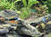 Mollies / Sword tails / Platys all for free