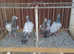RARE BARLESS BLUE RACING PIGEONS
