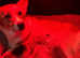 KC Registered. Extensively DNA tested Clear, female tri coloured Pembroke Corgi